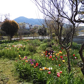 春の花園（１）