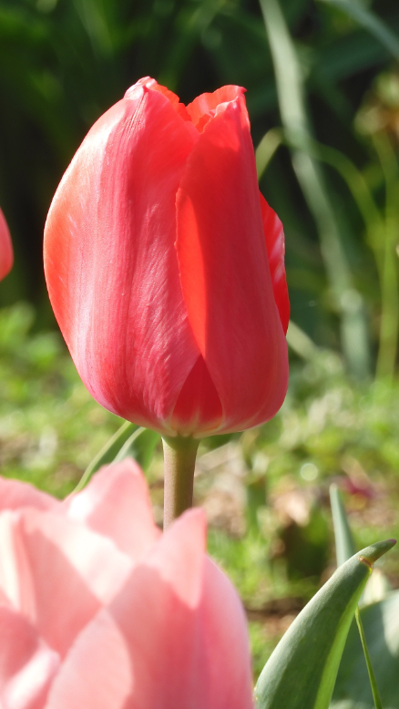 春はチューリップ（３）