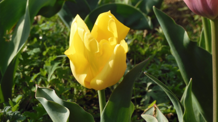 春はチューリップ（２）