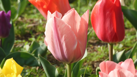 春はチューリップ（４）