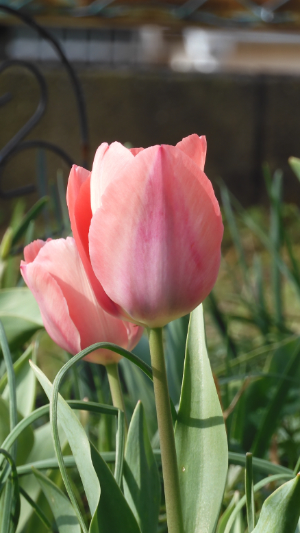 春はチューリップ（１）