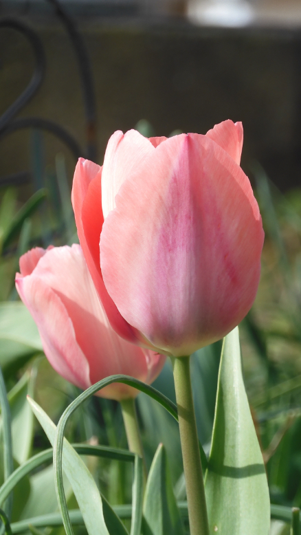 春はチューリップ（５）