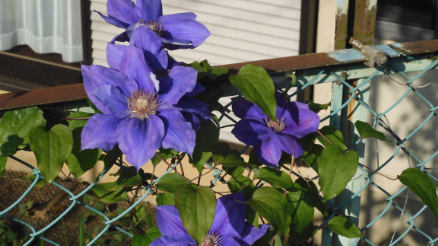 春の花園（３）