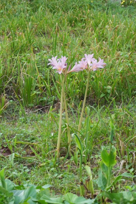 秋の花園（１）