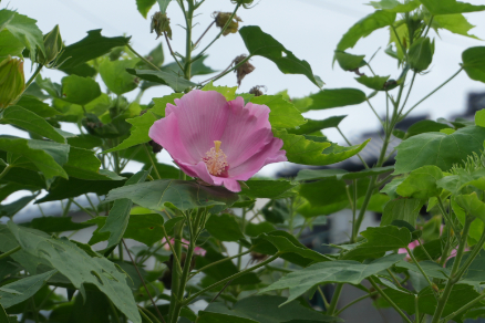 秋の花園（５）