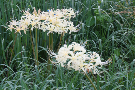 秋の花（１）